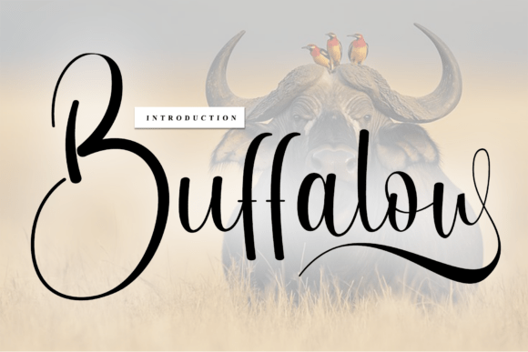 Buffalow: The Handwritten Font That Brings Designs to Life